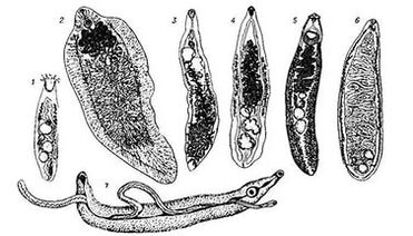 Trematatodes (worm piatti)